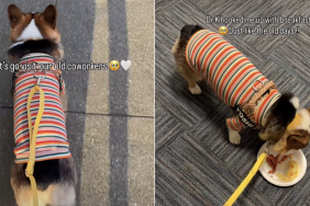 corgi old co-workers owner