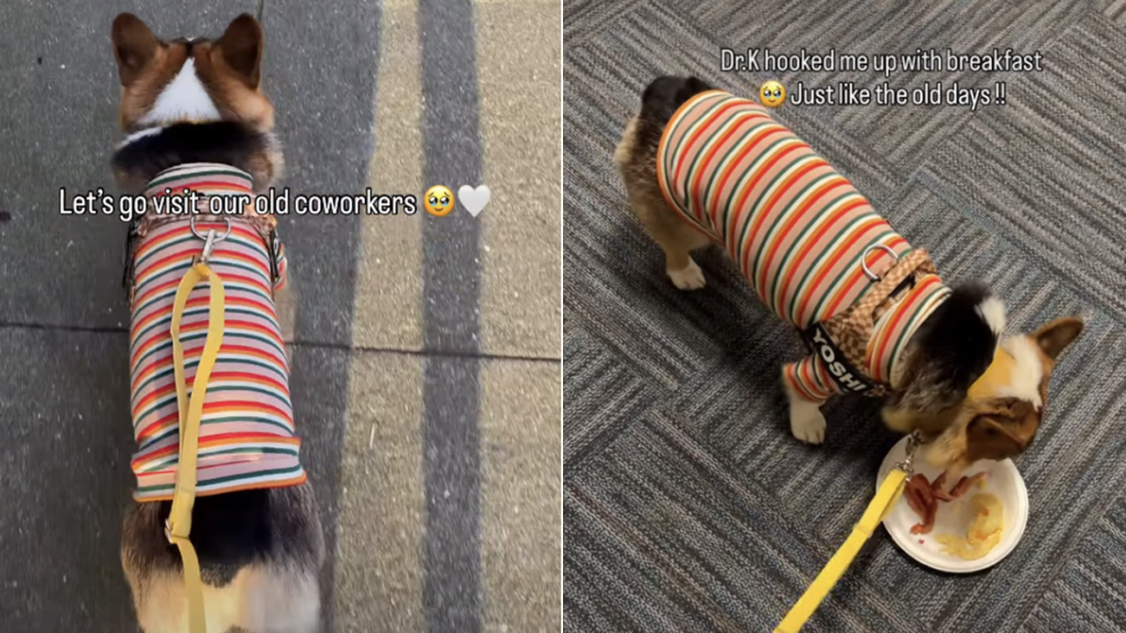 corgi old co-workers owner