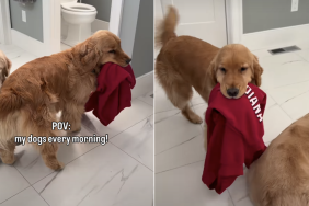 golden retrievers morning