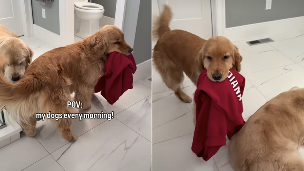 golden retrievers morning