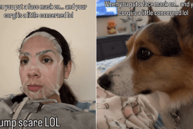 corgi owner face mask