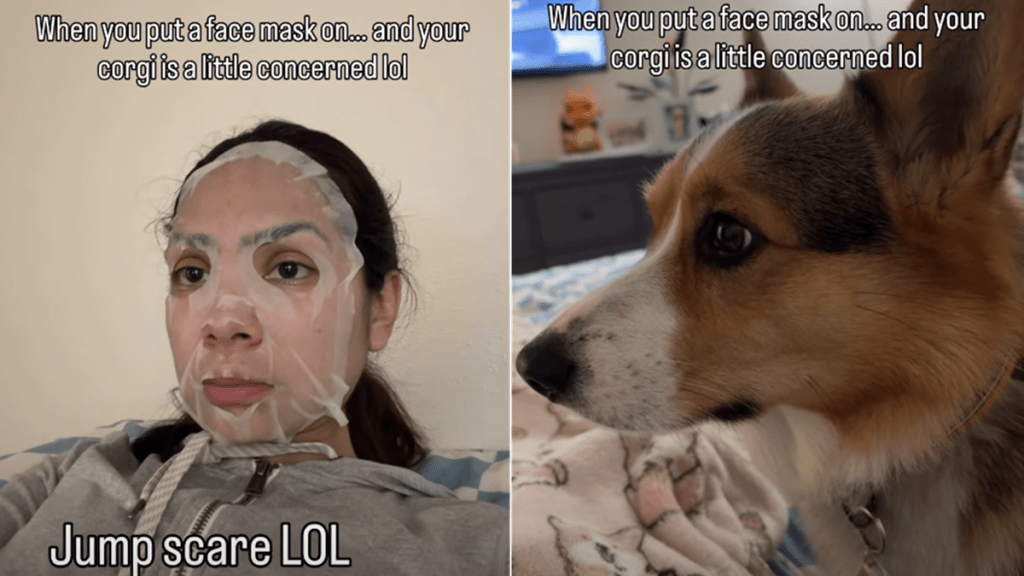 corgi owner face mask