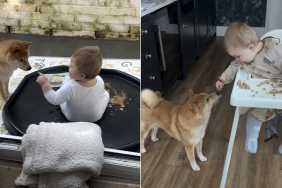 shiba inu baby video