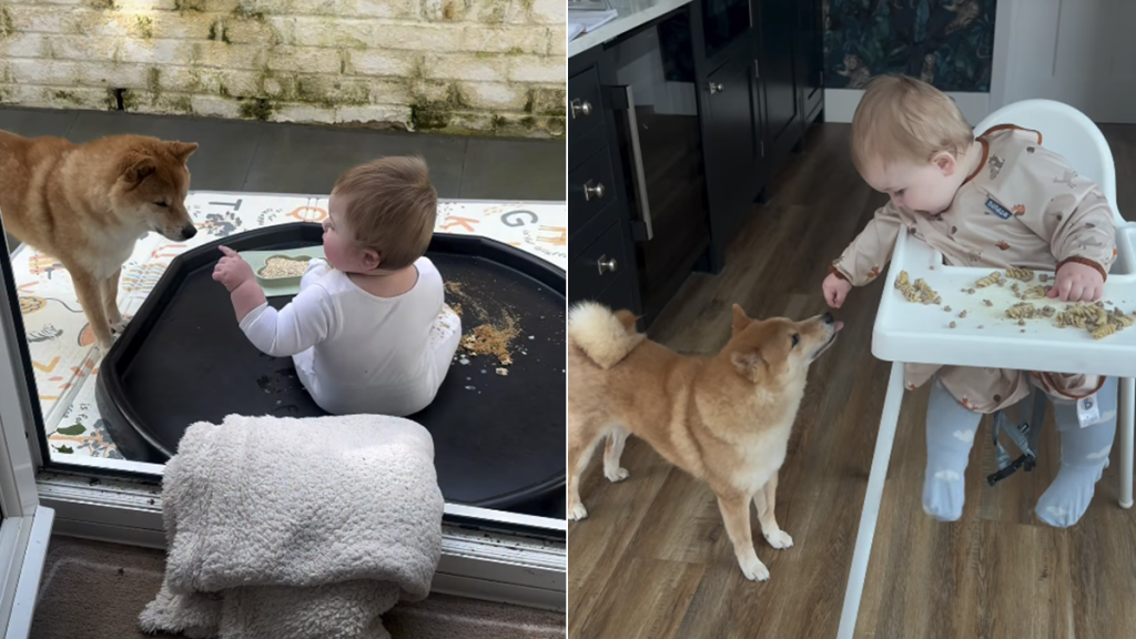 shiba inu baby video