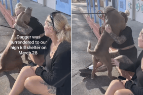 shelter dogs