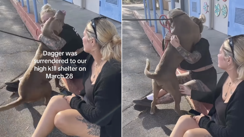 shelter dogs