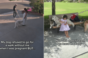 golden retriever video