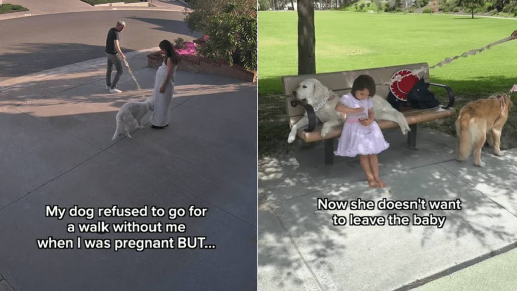 golden retriever video