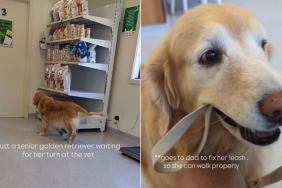 senior golden retriever vet