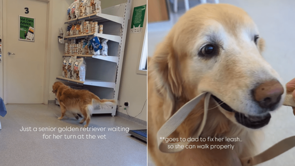 senior golden retriever vet