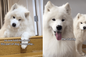 samoyeds staring