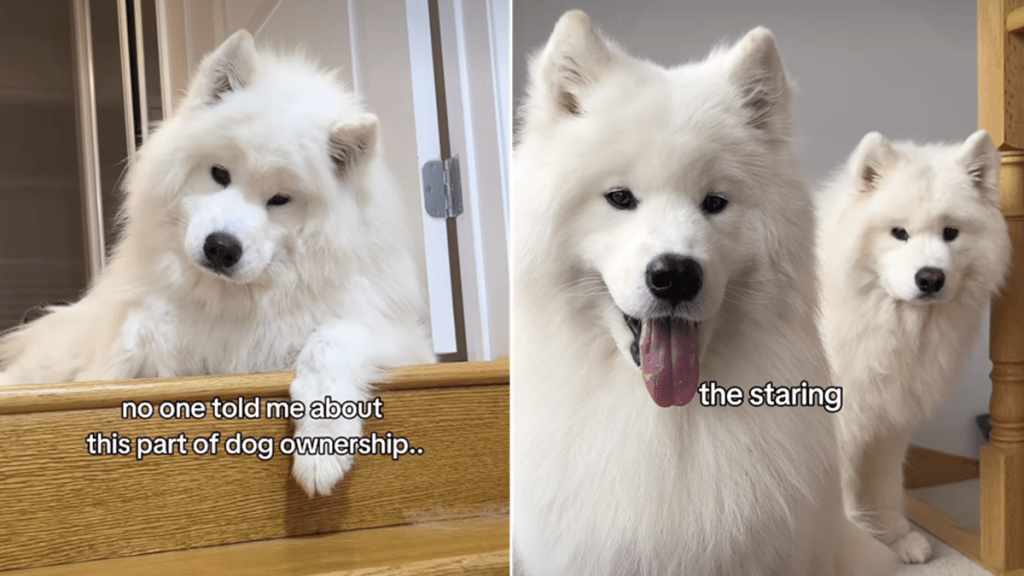 samoyeds staring