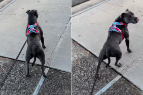dog neighbor pats walk