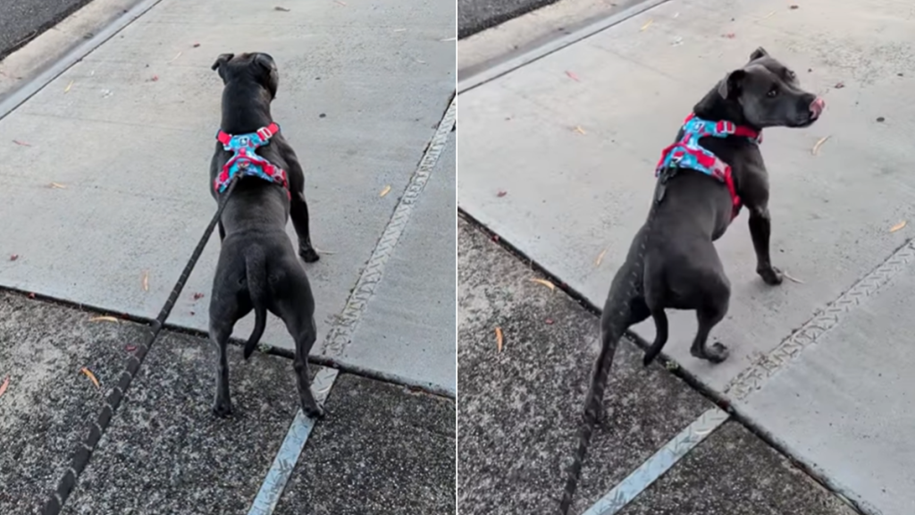 dog neighbor pats walk
