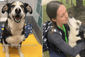 shelter dog adoption