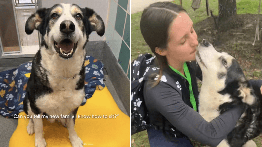 shelter dog adoption