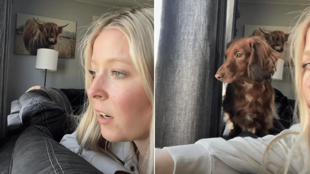 dog owner inspect outside