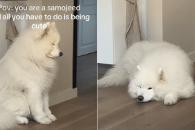 samoyed asleep sitting
