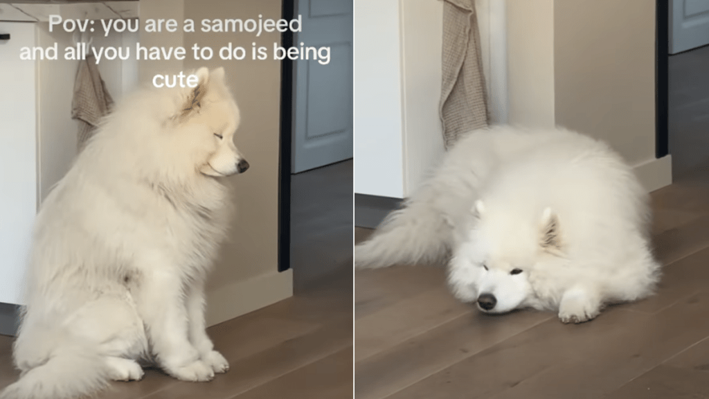 samoyed asleep sitting