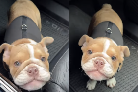 puppy express thoughts voice