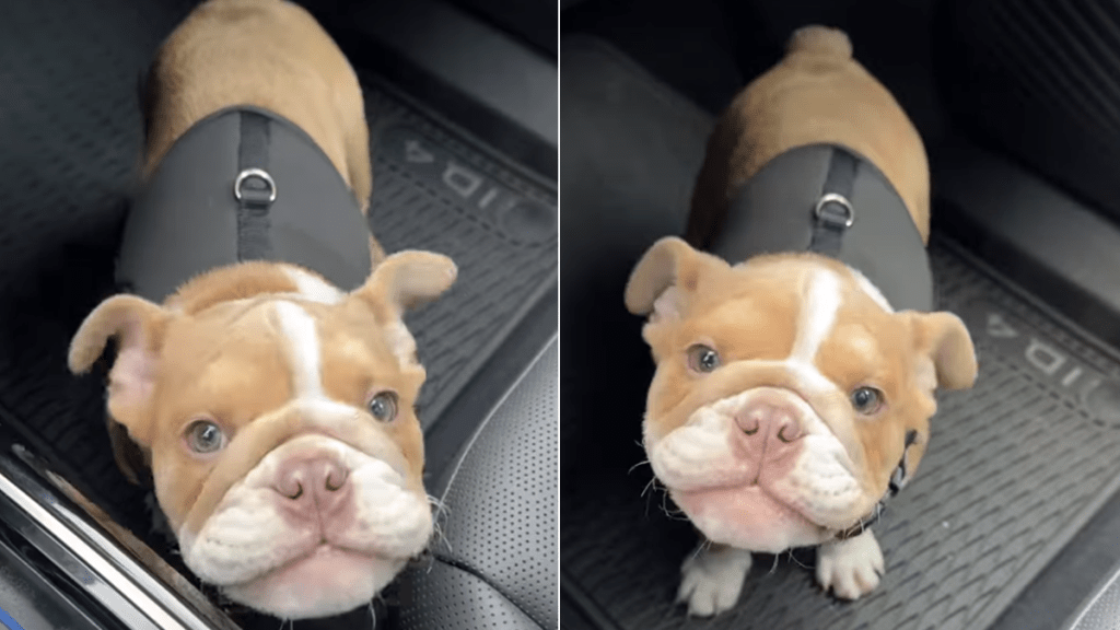 puppy express thoughts voice