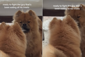 chow chow fight reflection video