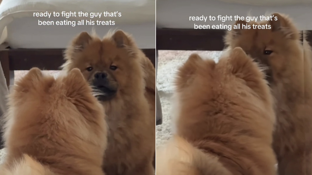 chow chow fight reflection video