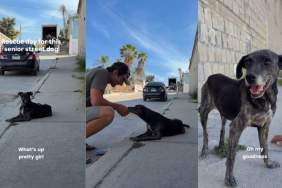 Senior Dog Rescued From the Street Finds a New Beginning & a Family
