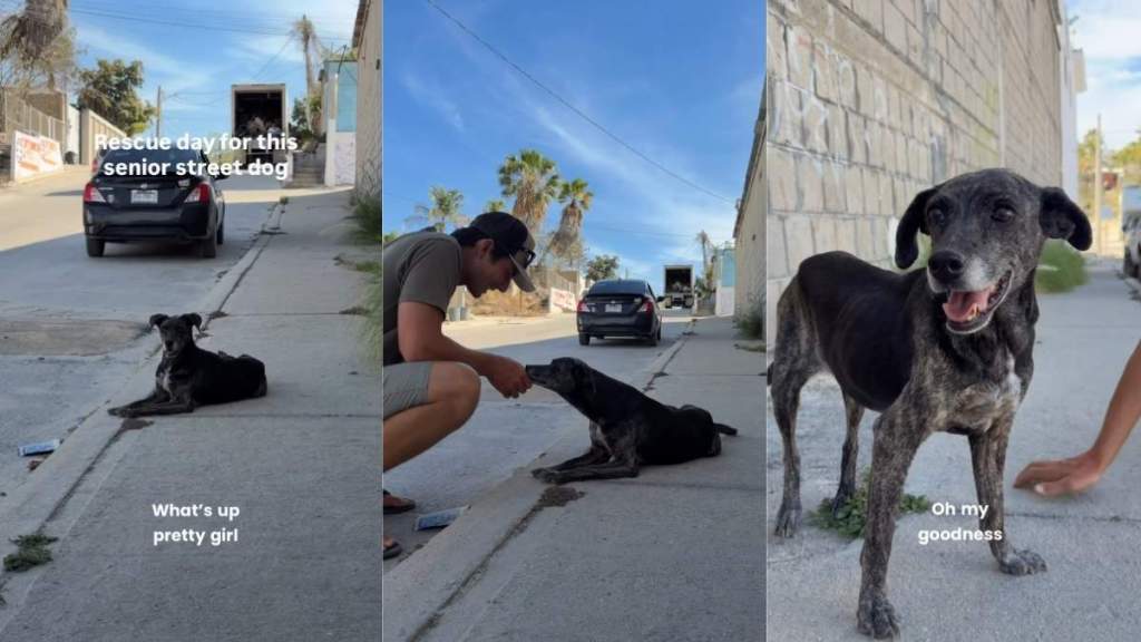 Senior Dog Rescued From the Street Finds a New Beginning & a Family