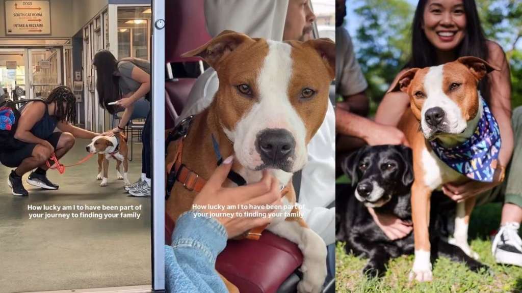 Shelter Dog Finds a Forever Home & Best Friend Just After a Sleepover