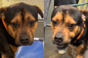 Shelter dog adopted video