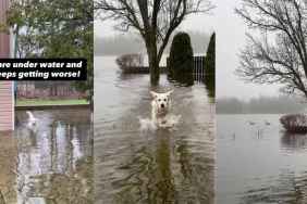 Golden Retriever Makes Quite a Splash in Flooded Backyard With Mom