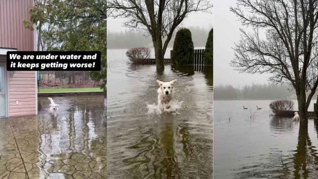 Golden Retriever Makes Quite a Splash in Flooded Backyard With Mom