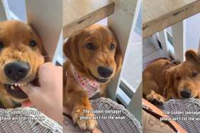 Golden Retriever Reminds Mom That Raising a Teenager Will Never Be Easy