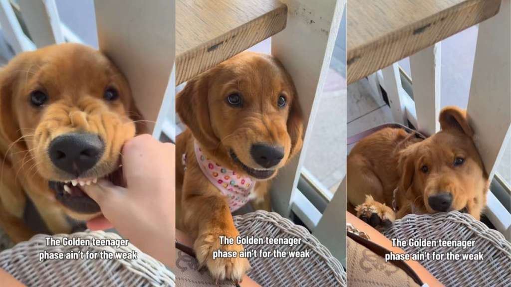 Golden Retriever Reminds Mom That Raising a Teenager Will Never Be Easy