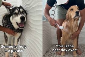 Husky & Golden Retriever’s Bath Times Look Very Different