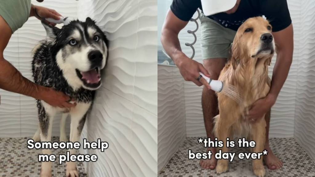 Husky & Golden Retriever’s Bath Times Look Very Different