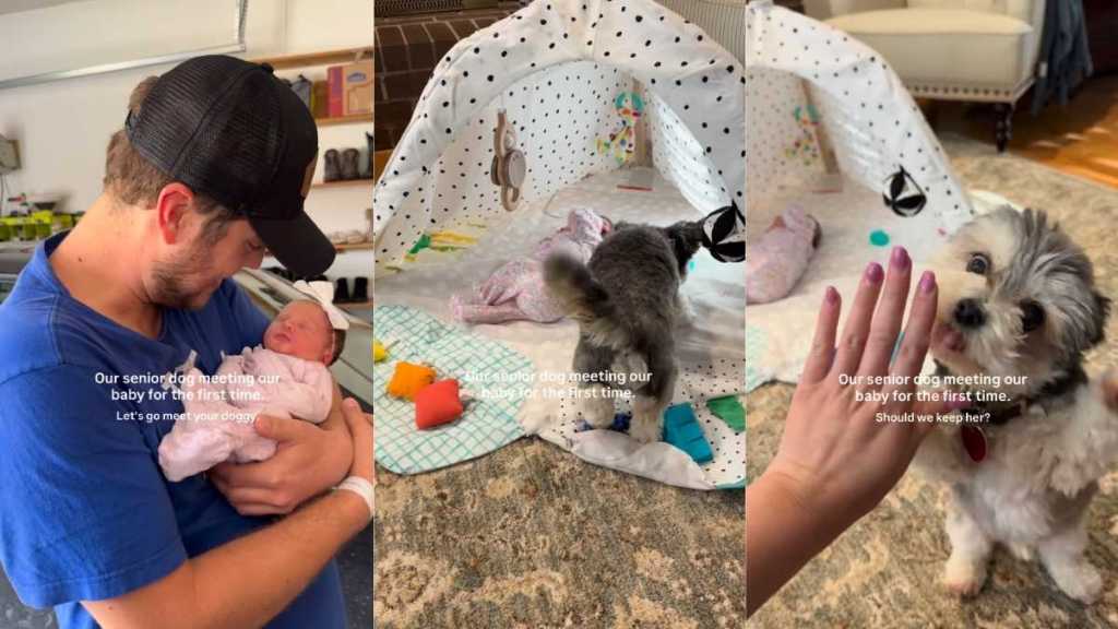 Senior Dog Is Gentle With the Baby but Throws in a Side Eye Sometimes