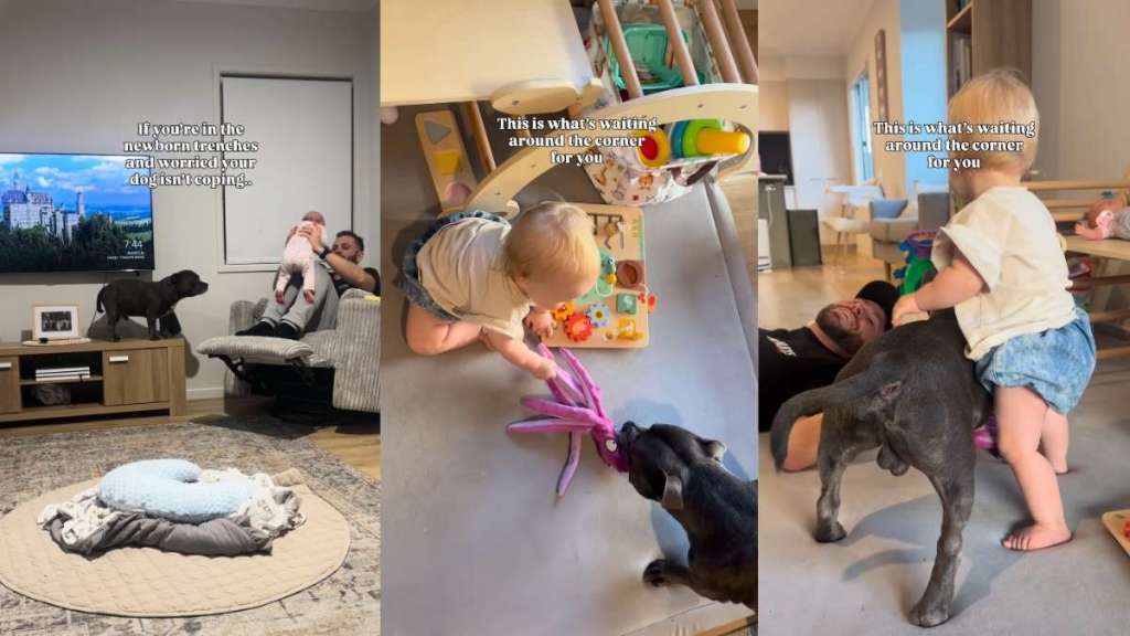 Dog Does More Than Just Cope With Little Girl, He Becomes Her Happiness