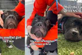 ‘Nervous’ Shelter Puppy Becomes a Comforting Presence Even for Strangers