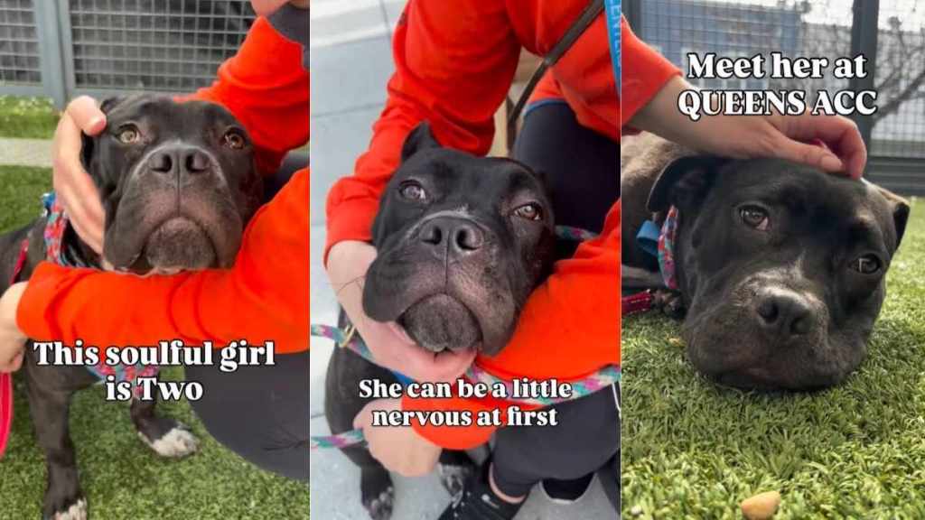 ‘Nervous’ Shelter Puppy Becomes a Comforting Presence Even for Strangers