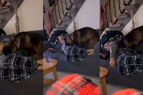 Big Dog Wants to Cuddle With Grandpa Like a Baby & Will Stop at Nothing
