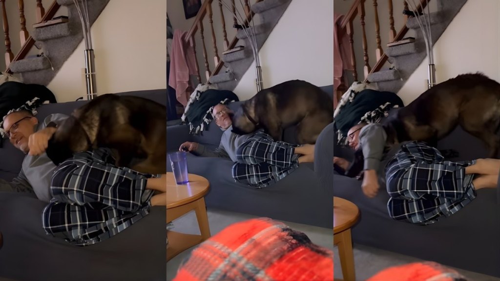Big Dog Wants to Cuddle With Grandpa Like a Baby & Will Stop at Nothing