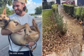Rescue Dog Runs Into a New Neighborhood Cat That Looks Kinda Scary