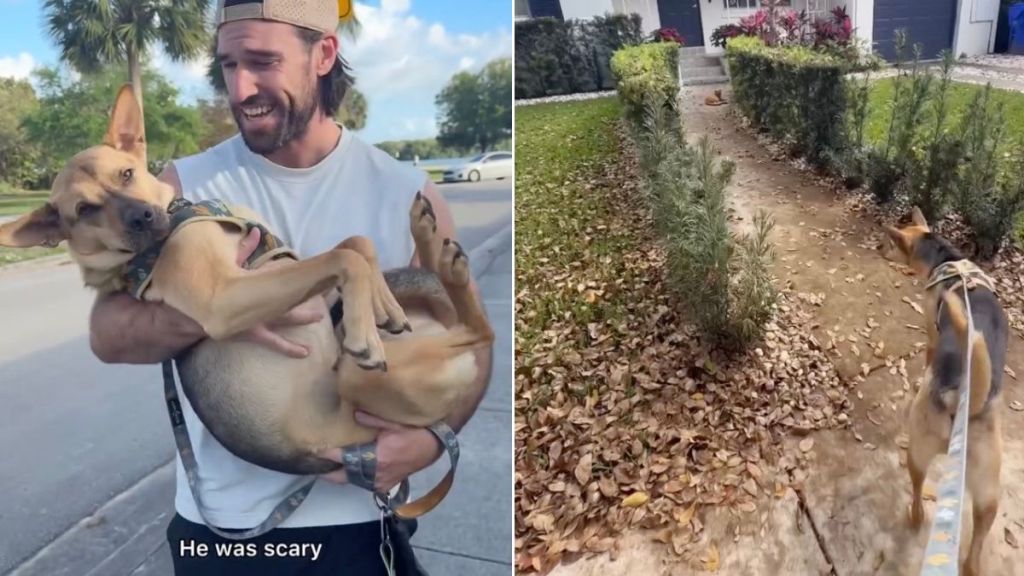Rescue Dog Runs Into a New Neighborhood Cat That Looks Kinda Scary