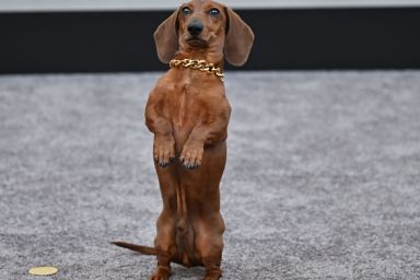 'Beef' Star Dachshund Jones Makes Red Carpet Debut at Premiere