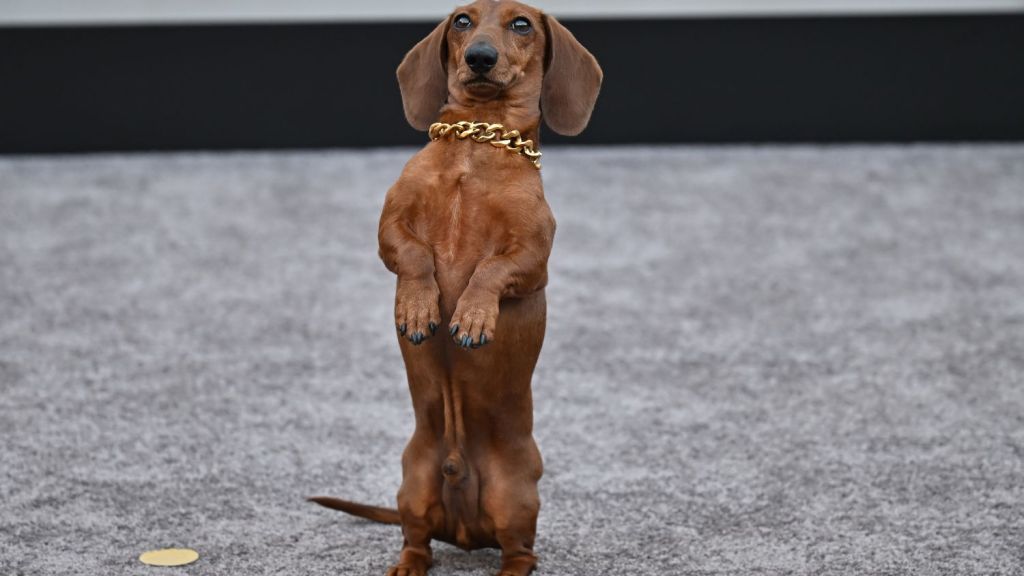 'Beef' Star Dachshund Jones Makes Red Carpet Debut at Premiere