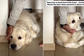 Dog Expresses Love by Blocking Door When Someone’s Leaving