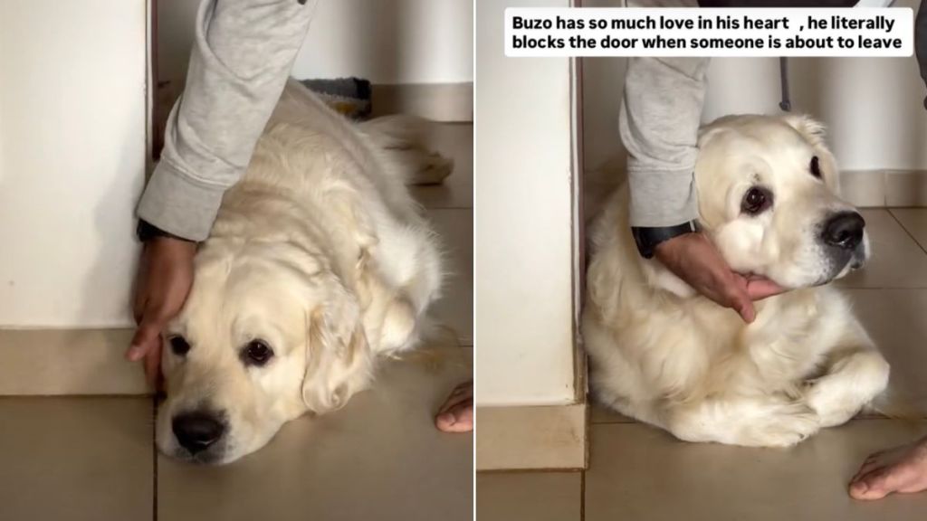 Dog Expresses Love by Blocking Door When Someone’s Leaving