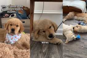 Owner Reveals Things Found in Golden Retriever Puppy’s Mouth